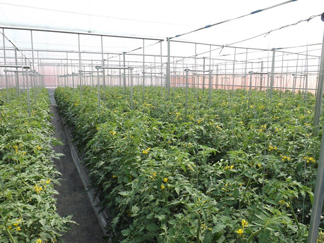 有機無農薬低段密植栽培当社ハウストマト例